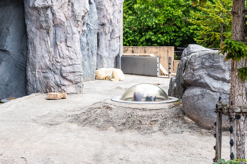 polar bear sleeping next to a cave outside in the sun
