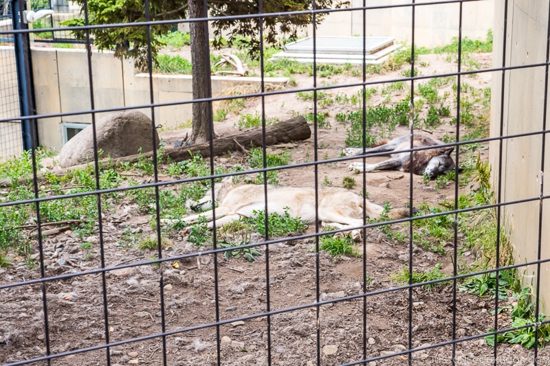 wolves sleeping in the shade on dirt
