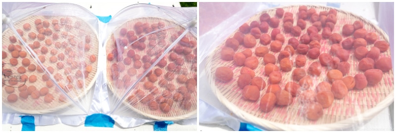 Umeboshi 32