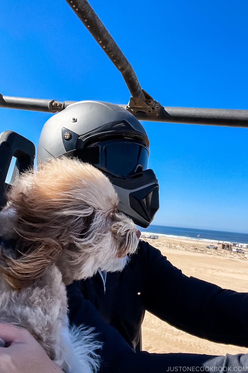 person with dog on ATV