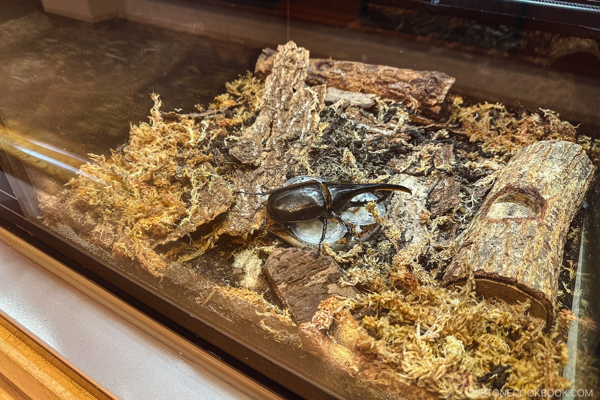 rhinoceros beetles on a bed of tree barks