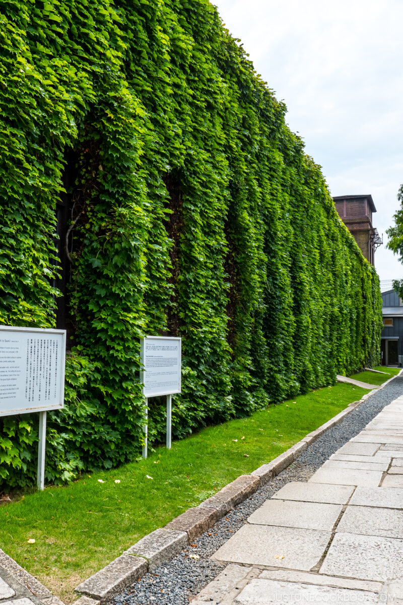 ivy covered building wall