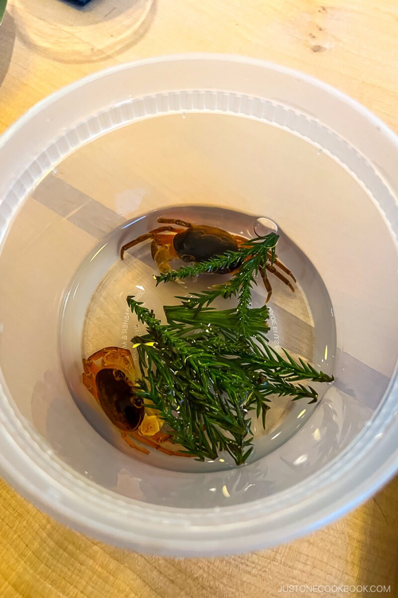 small live crabs in a plastic jar