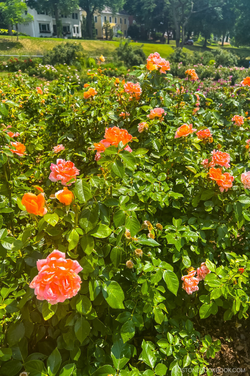 roses at Lyndale Park Rose Garden
