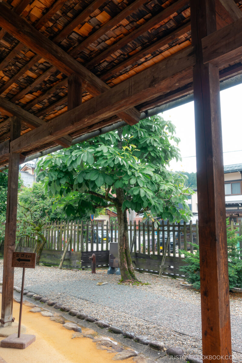 magnolia tress at Takayama Jinya