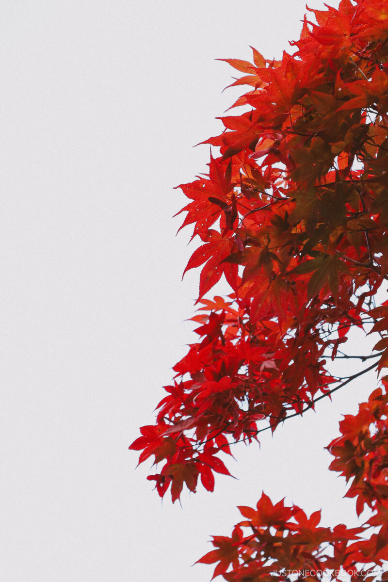 Red leaves