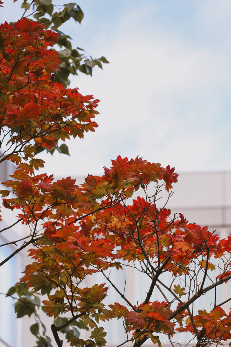 Hotel courtyard with autumn leaves