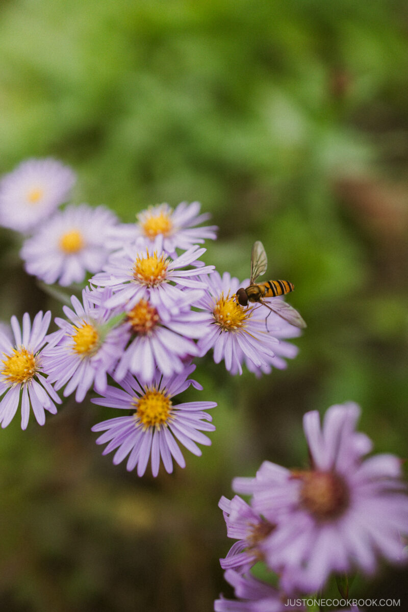 Close up of a purple flower with a bee