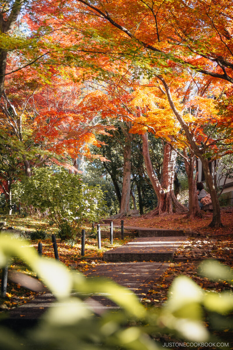 Stone walkway with fallen autumn leaves