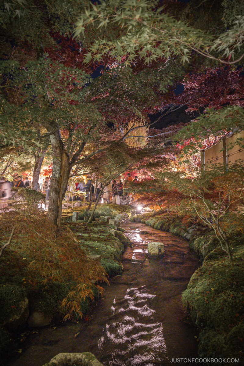 River illuminated at night and surrounded by autumn leaves