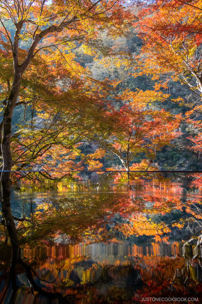 Boats cruising along the river with autumn leaves