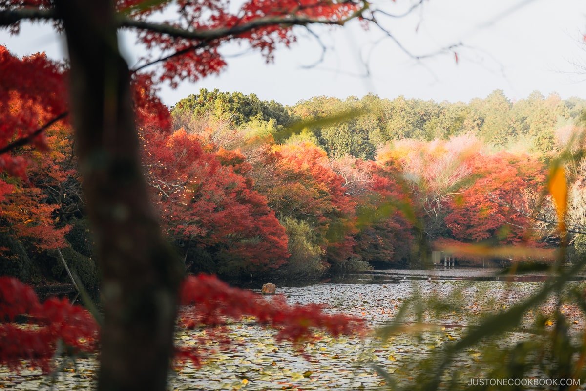 Kyoyochi Pond