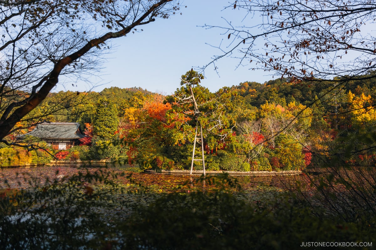 Kyoyochi Pond