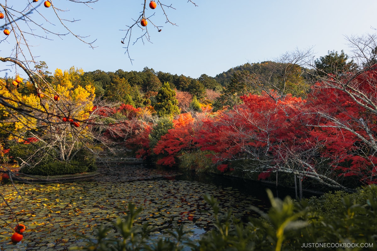 Kyoyochi Pond with red autumn leaves and water lillies