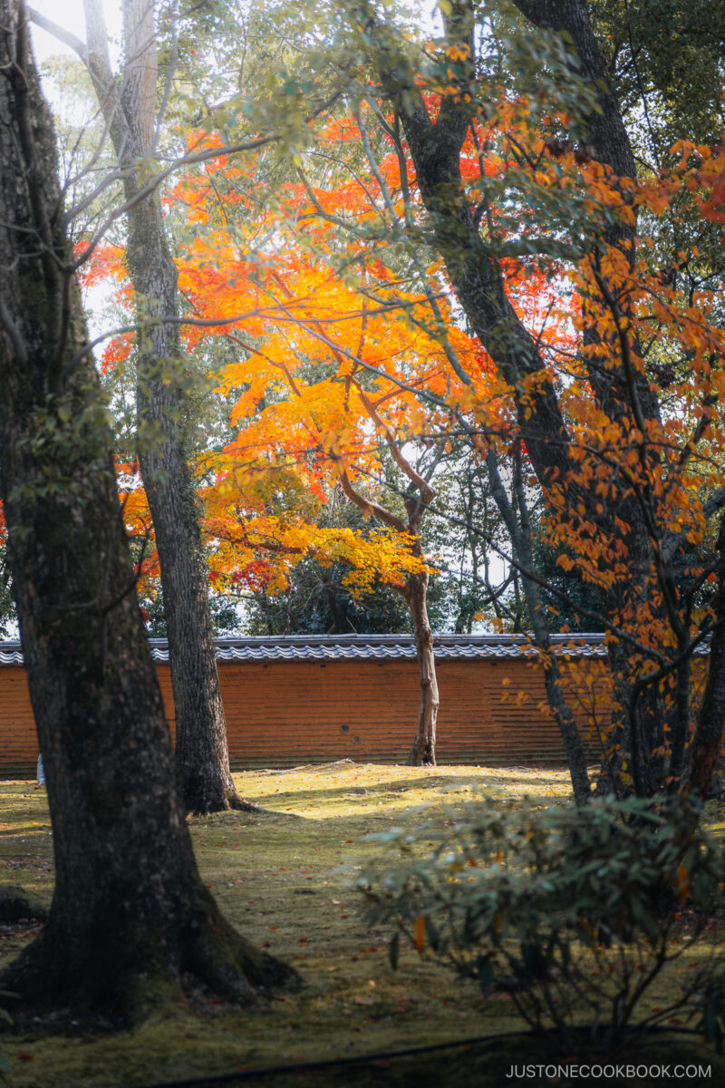 Garden with orange autumn leaves