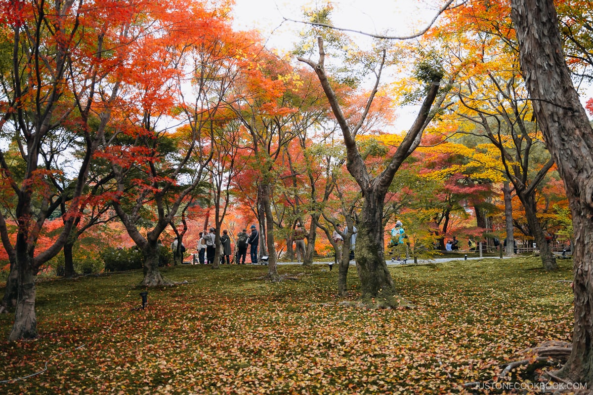 Garden with colorful autumn trees and fallen leaves