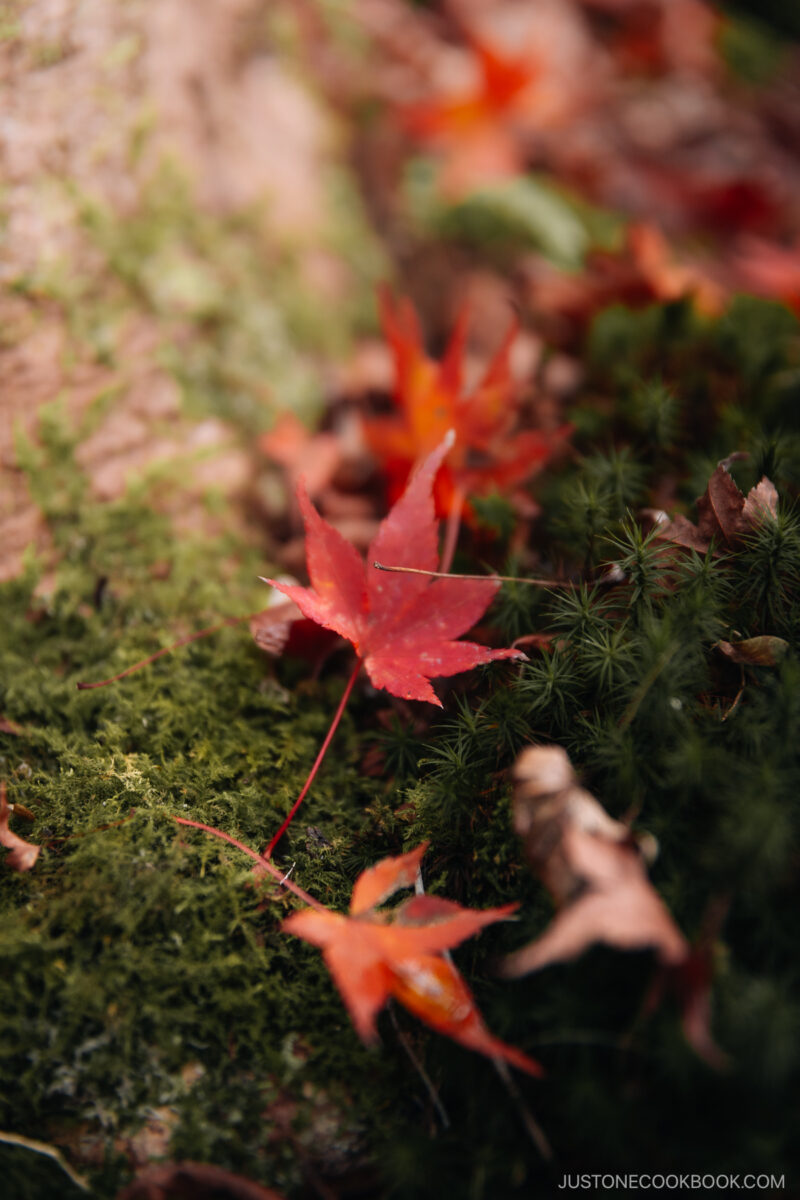 Close up of a red maple leaf