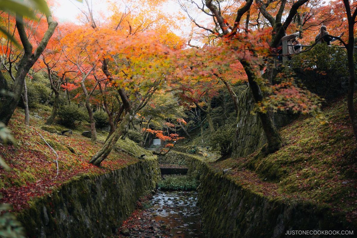 Valley with overhanging autumn leaves