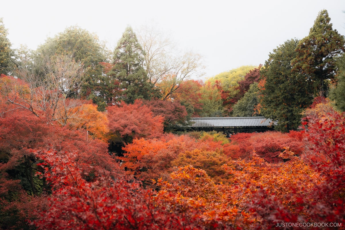 View over the top of red and orange autumn leaves with a wooden bridge in the background