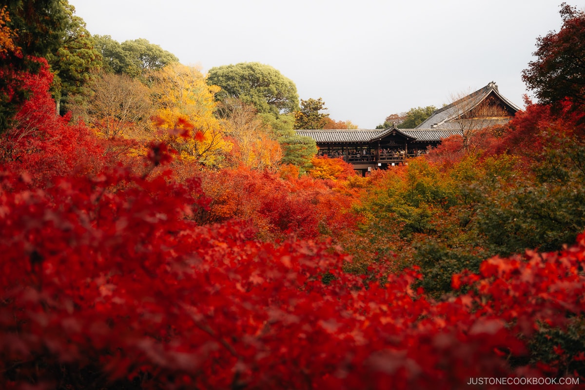 Autumn leaves and wooden bridge in the background