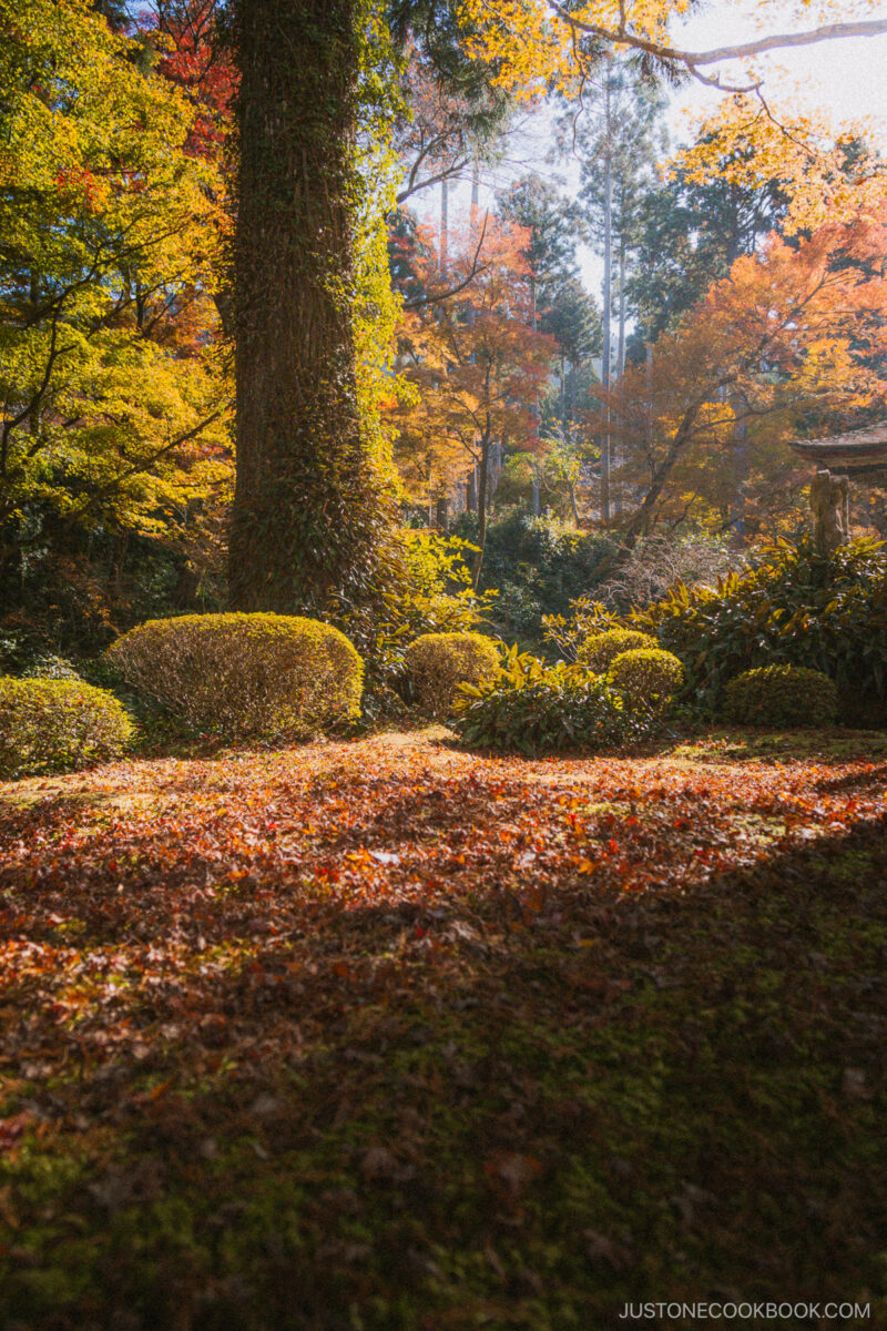 Fallen autumn leaves