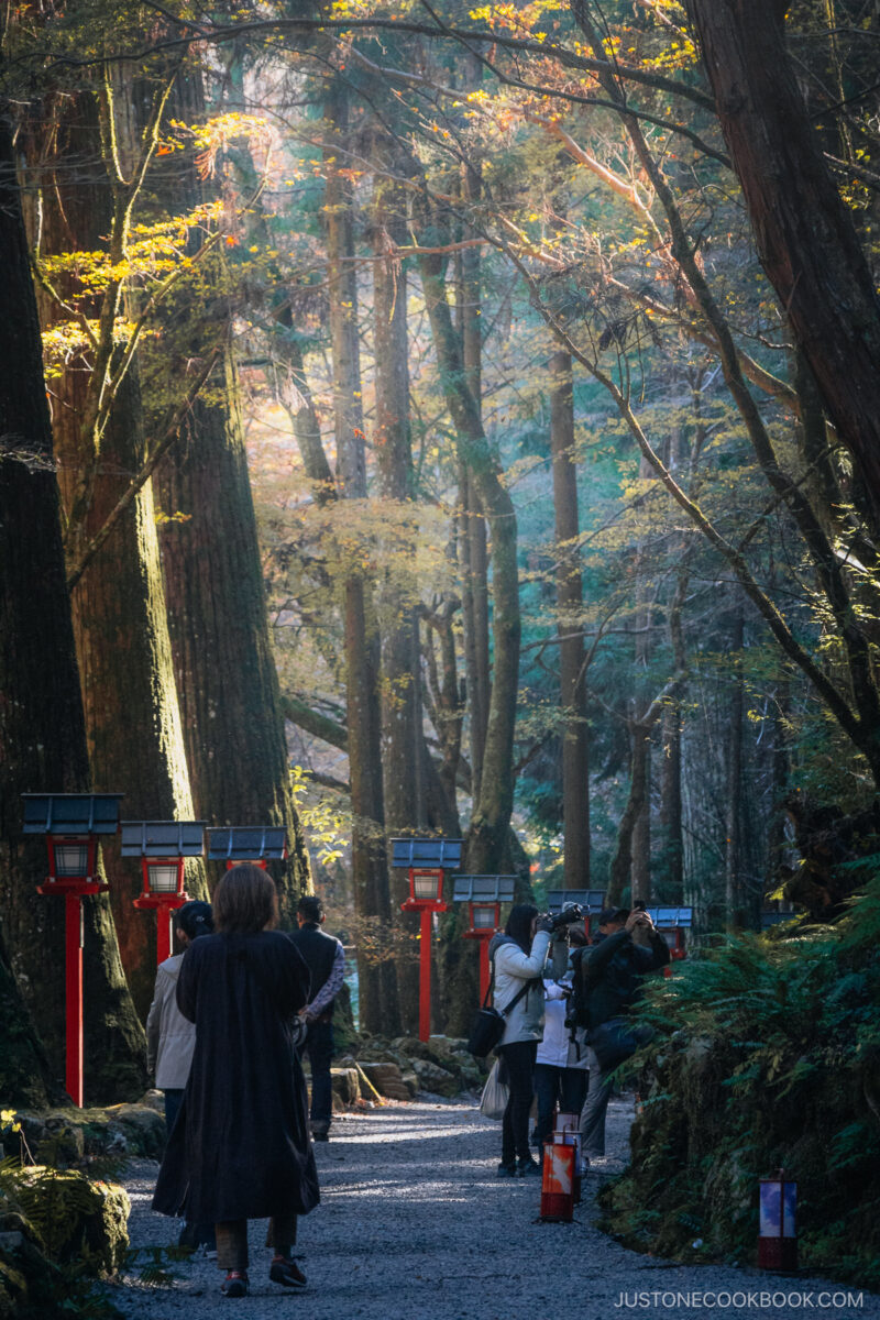 a rock path among trees