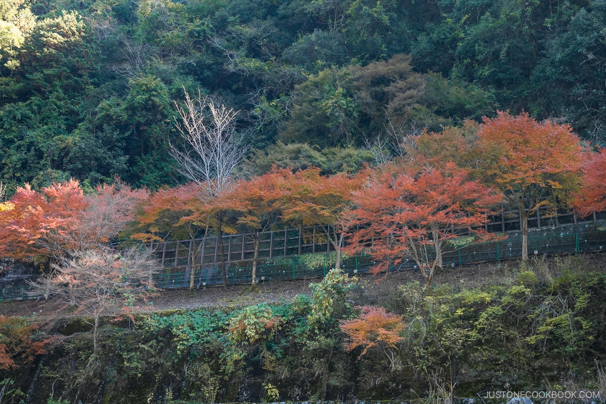 autumn leaves in Arashiyama