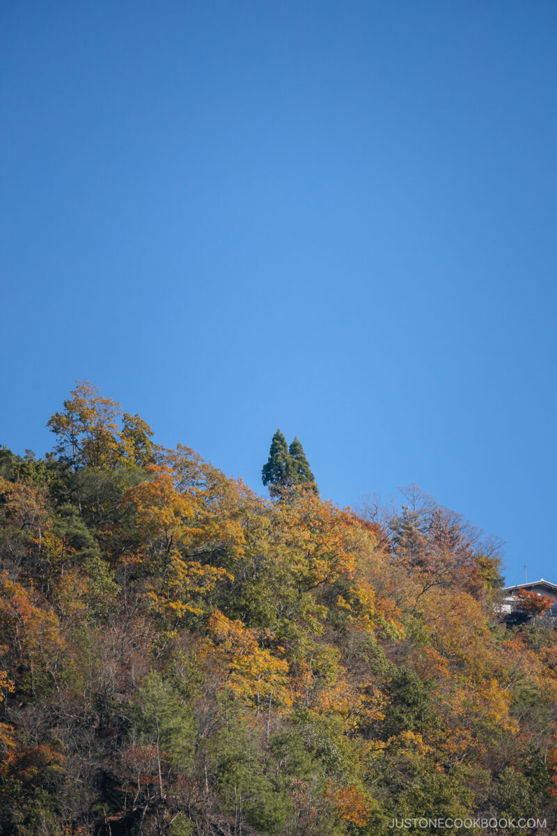 autumn leaves in Arashiyama