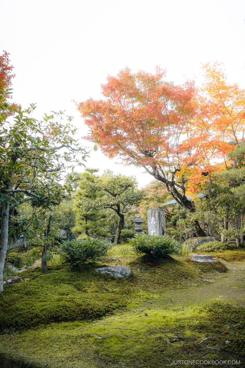 Moss garden with stone lantern in the middle