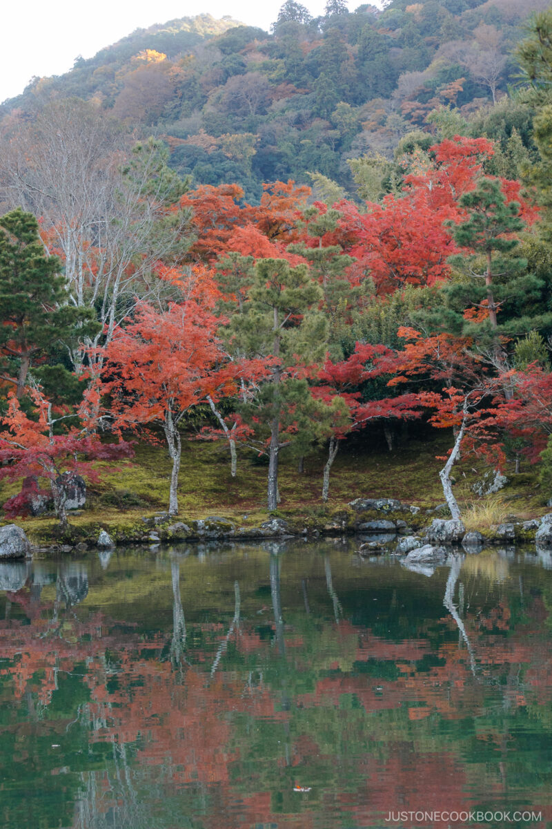Autumn leaves reflected in a pond