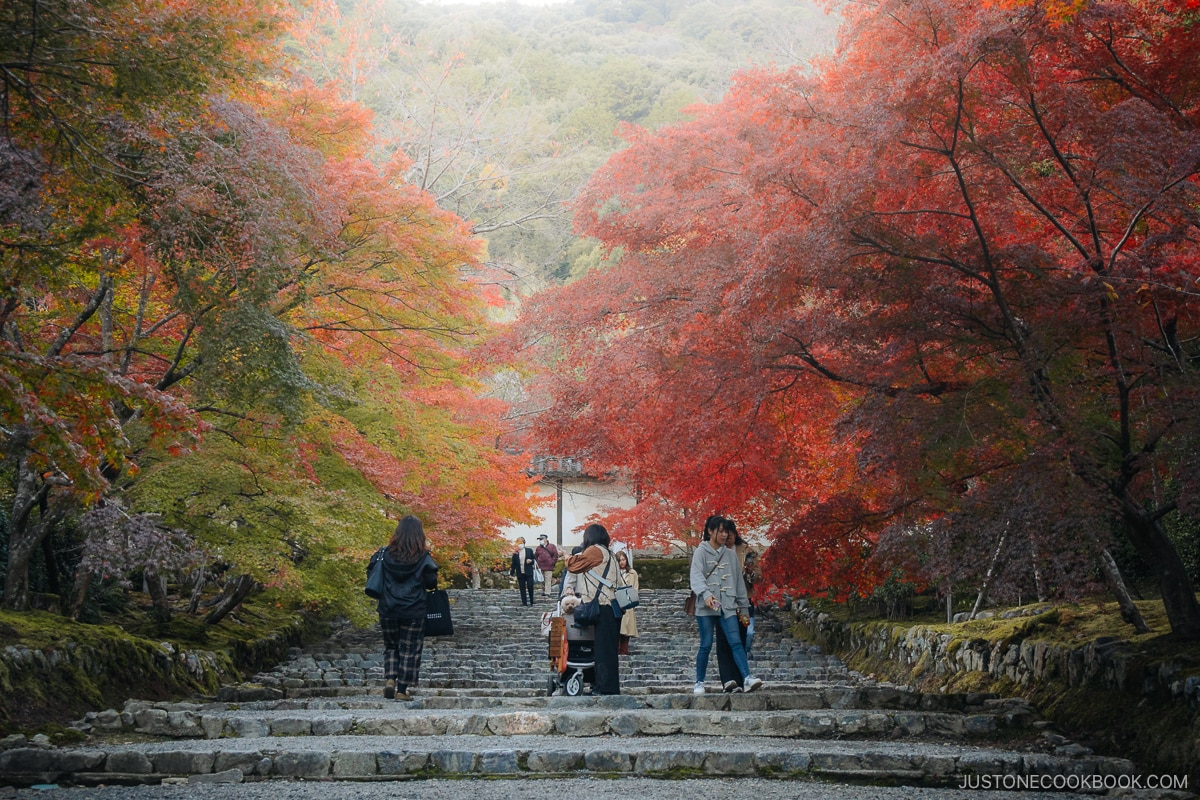 Stone pathway with overhanging autumn leaves on a foggy day