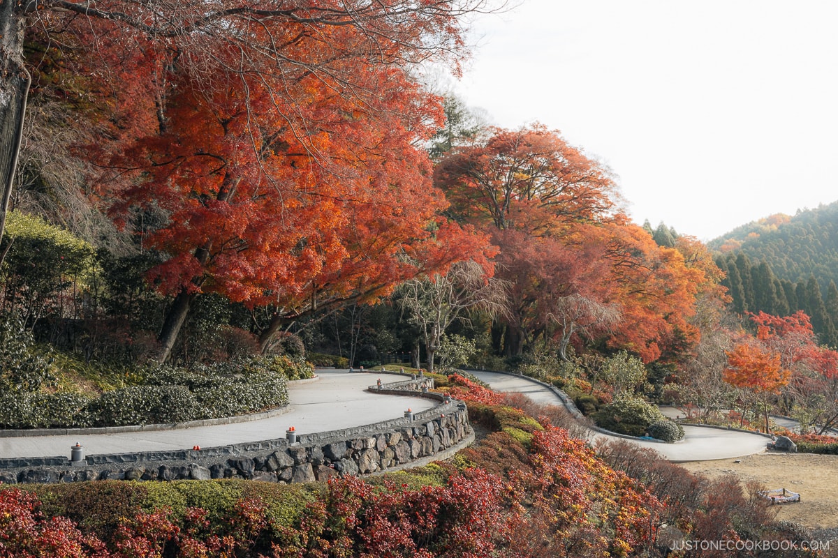 Winding path leading down a hill lined with autumn leaves
