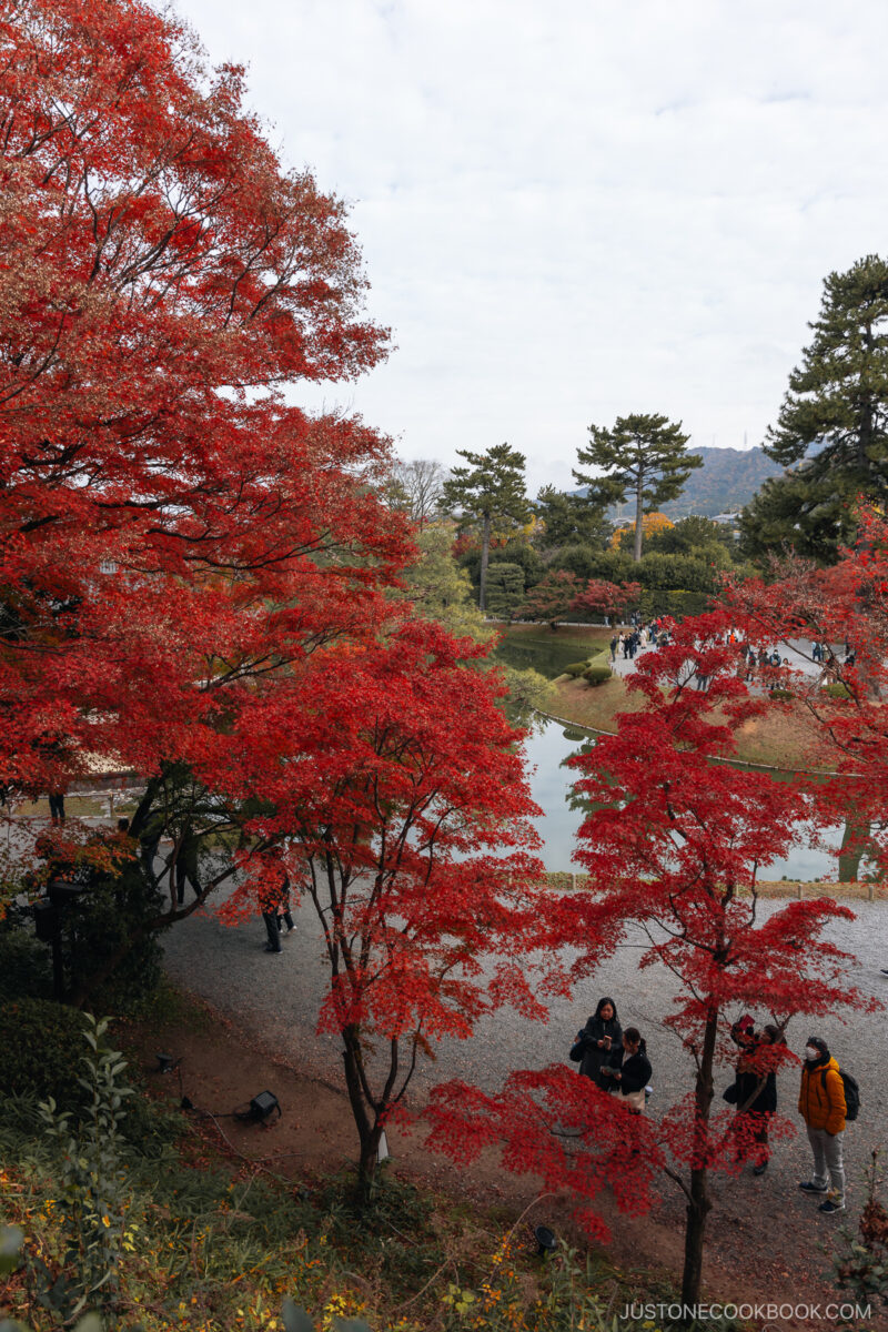 Red maple leaves