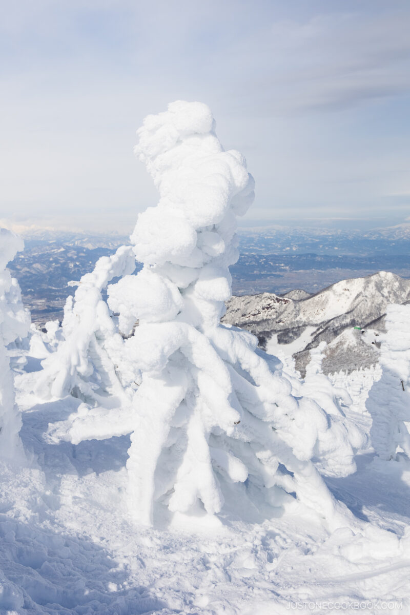 Zao snow monsters