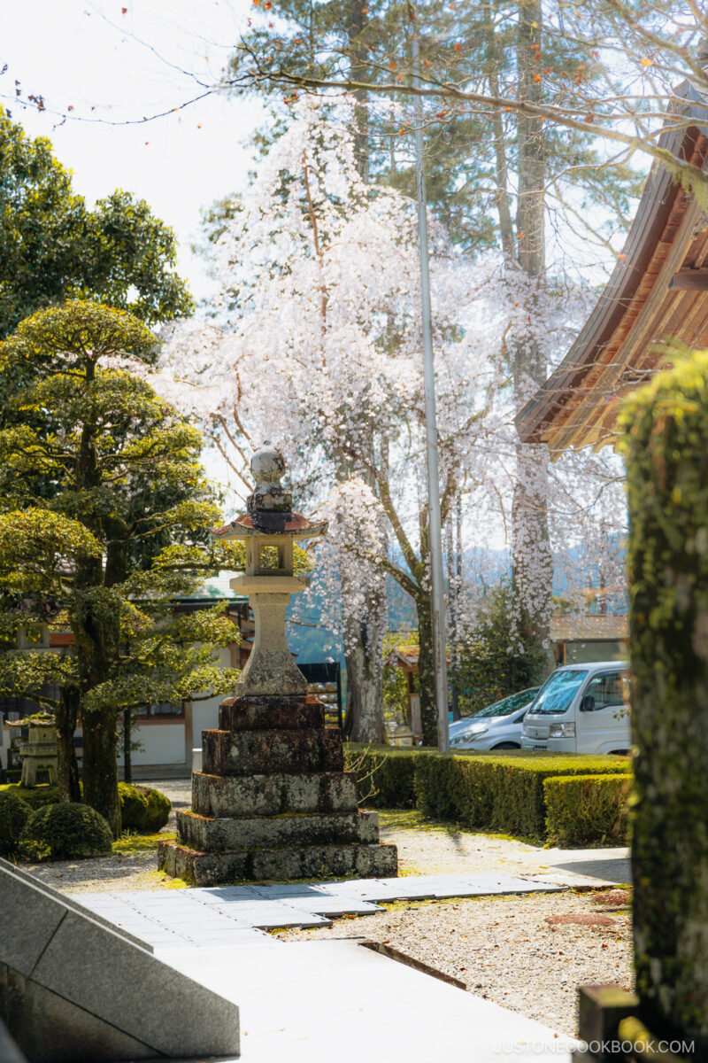 stone lantern and cherry blossom tree