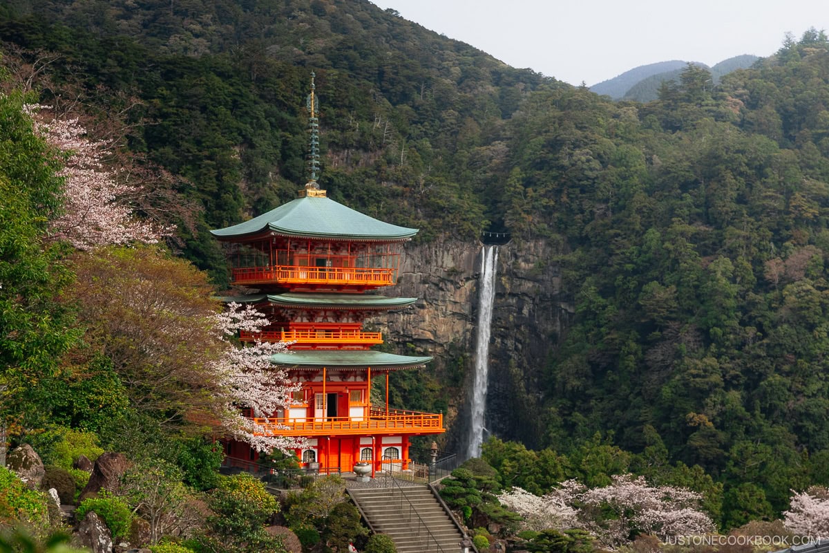 View over pagoda and Nachi waterfall and cherry blossoms