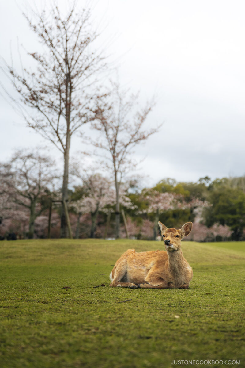 Deer sitting