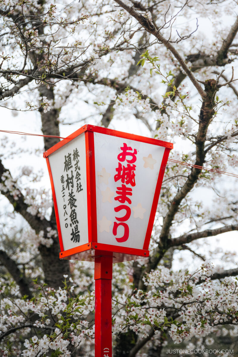 Festival lantern under cherry blossoms