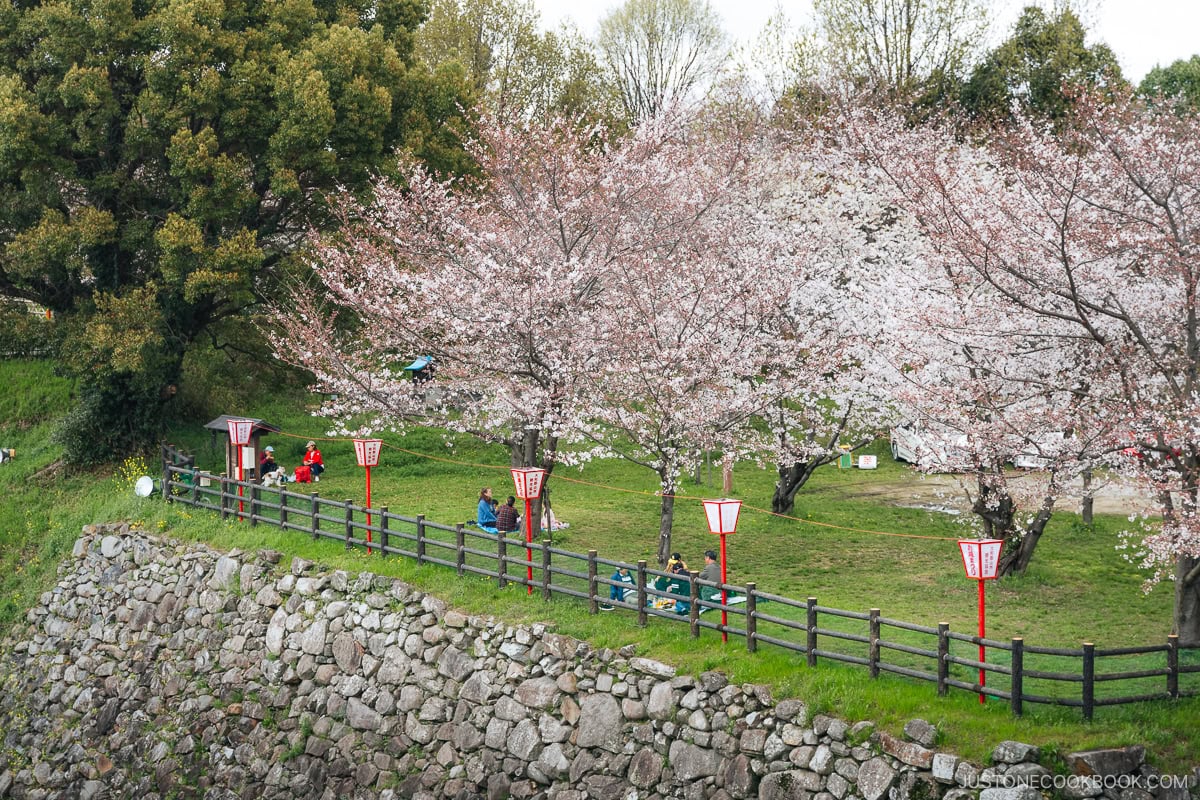 People having a picnic under cherry blossoms