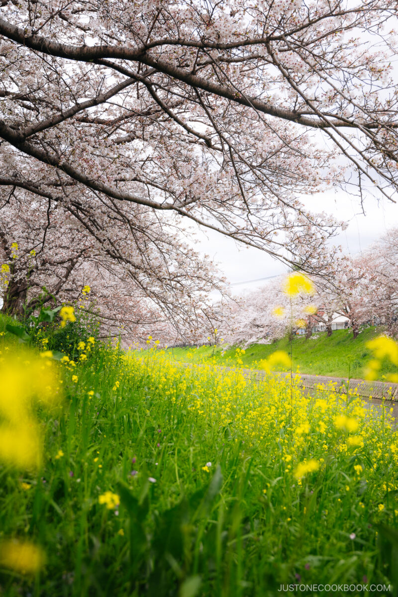 River lined with cherry blossom trees