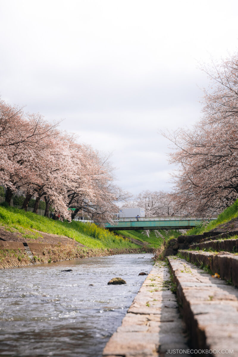 River lined with cherry blossom trees