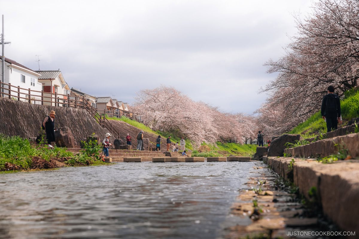 River lined with cherry blossom trees
