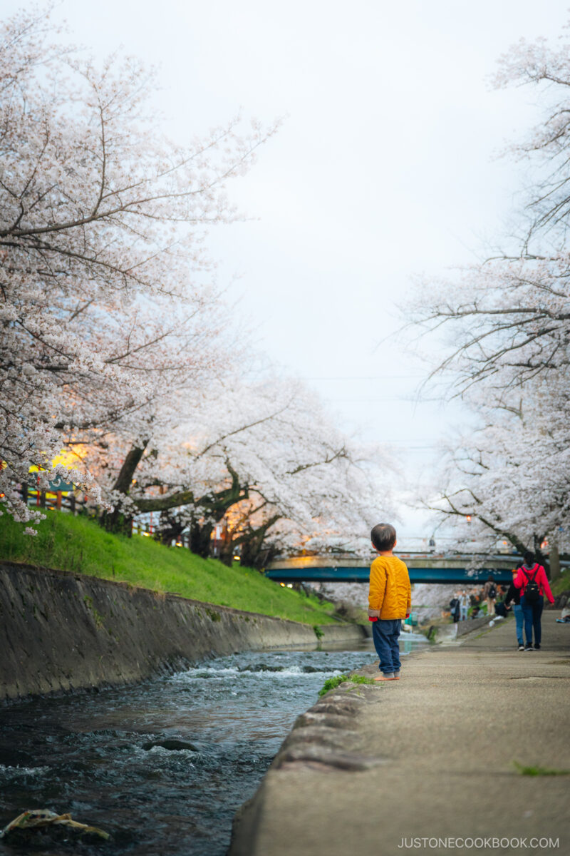 People playing along a river lined with cherry blossom trees