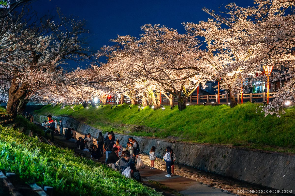 Cherry blossoms at night