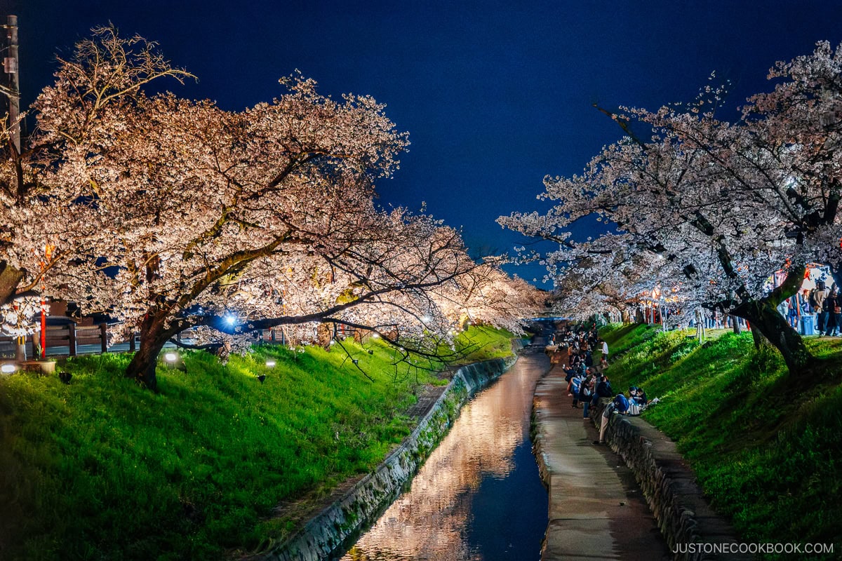 Cherry blossoms at night