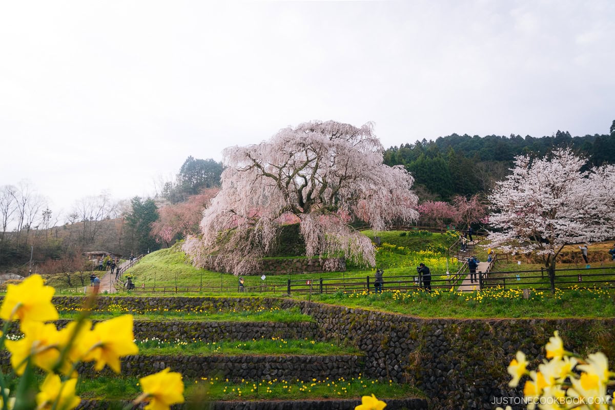 Weeping cherry blossom tree
