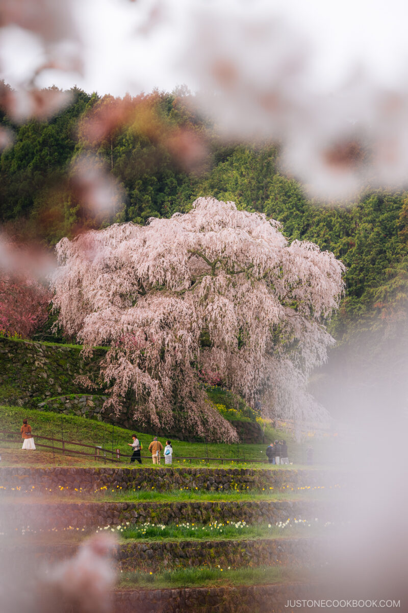 Weeping cherry blossom tree