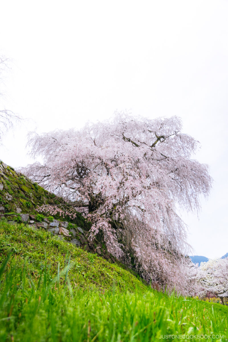 Weeping cherry blossom tree
