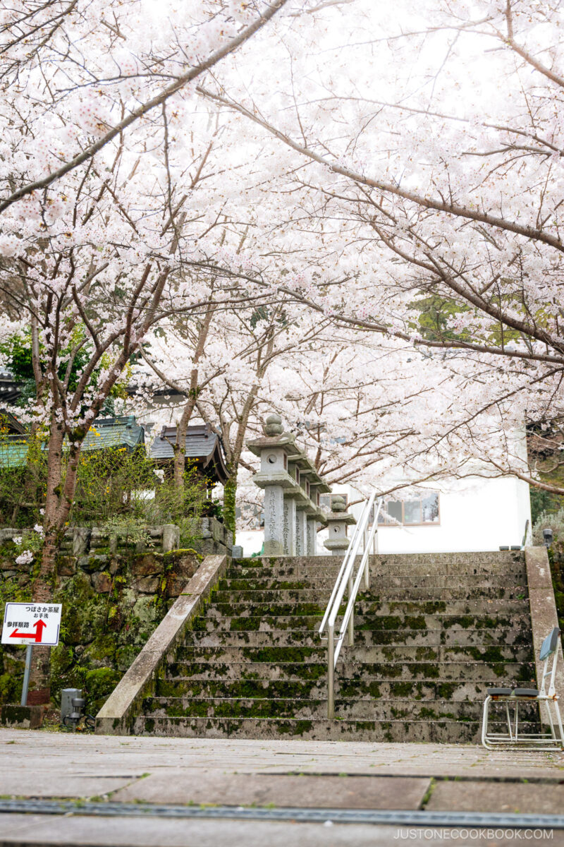 Stone stairwell and lanterns under cherry blossom trees