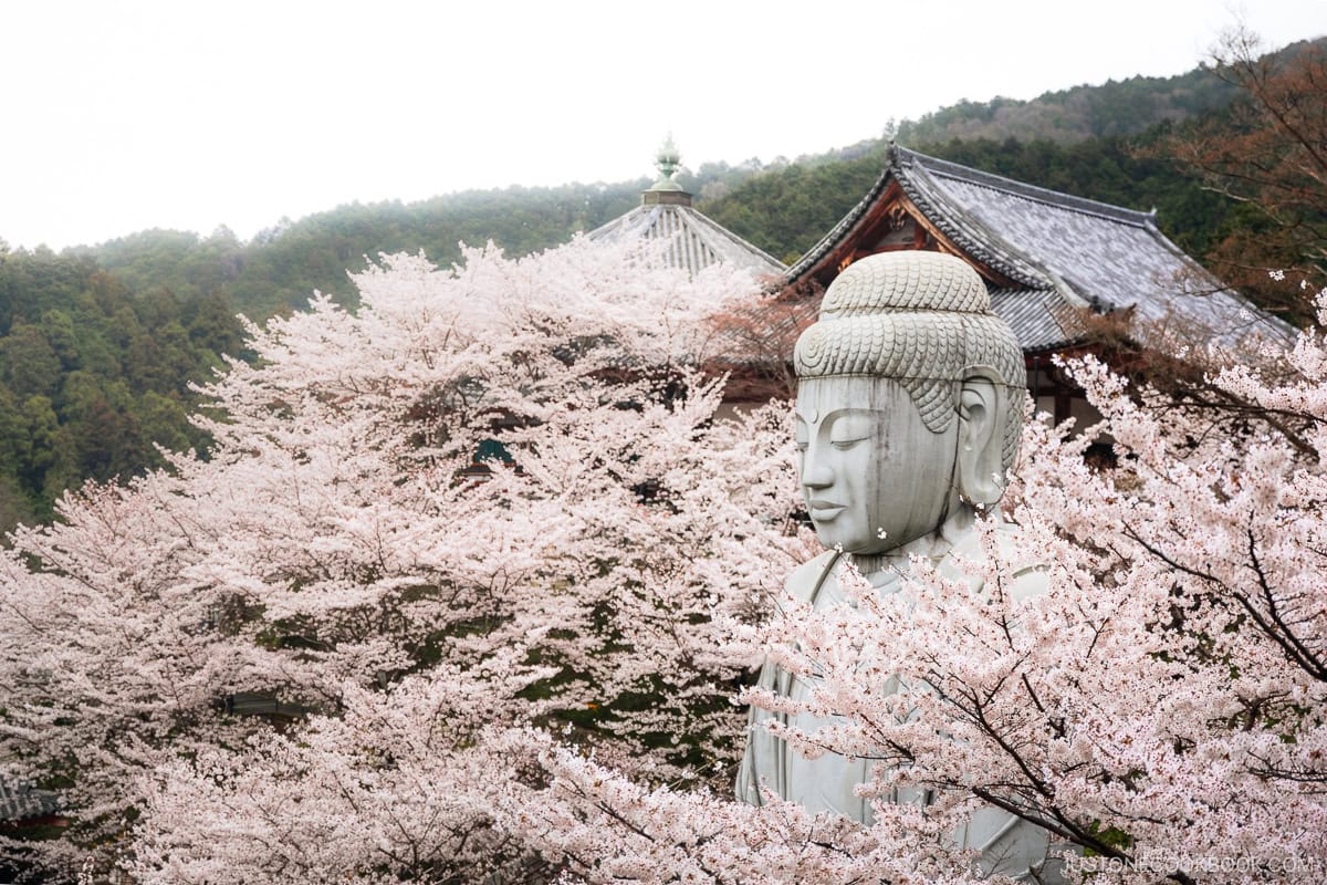 Giant Buddha statue surrounded by cherry blossoms